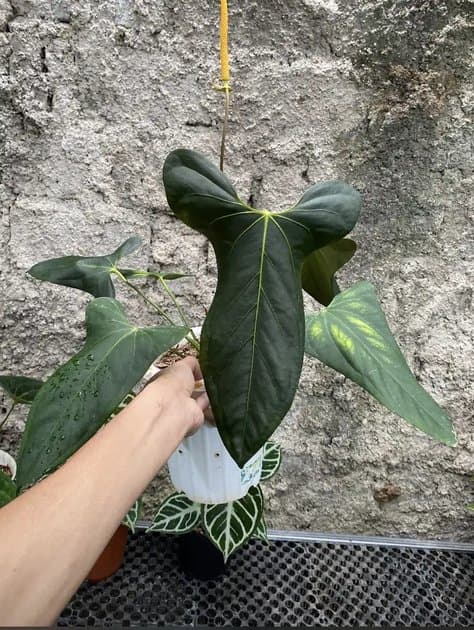 Black Sweet Mother Plant — Anthuriums for sale on Inflos