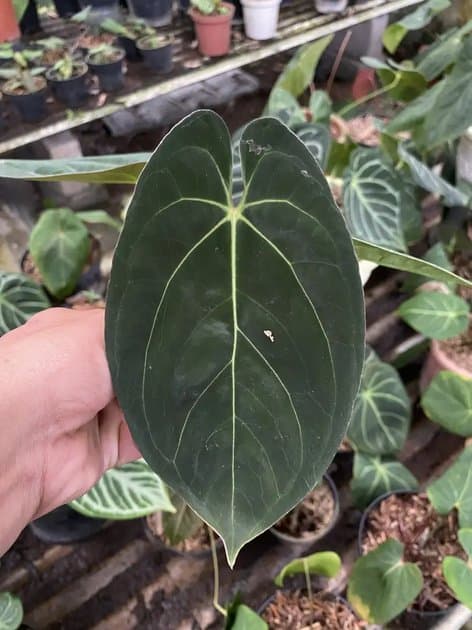 Anthurium Goliath/darkest Panama — Anthuriums for sale on Inflos