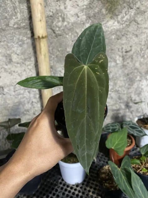 Fortsherman Original — Anthuriums for sale on Inflos