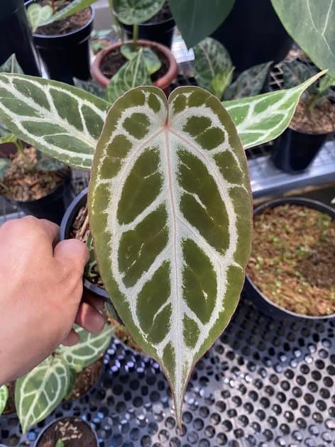 King Of Spades x RC NSE — Anthuriums for sale on Inflos