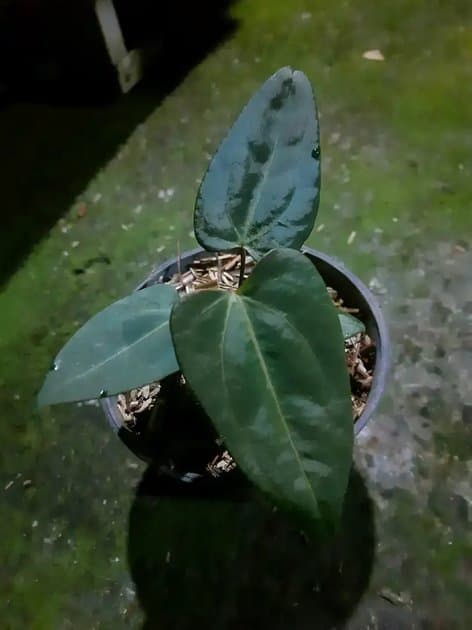 Anthurium Blue Papillilaminum — Anthuriums for sale on Inflos