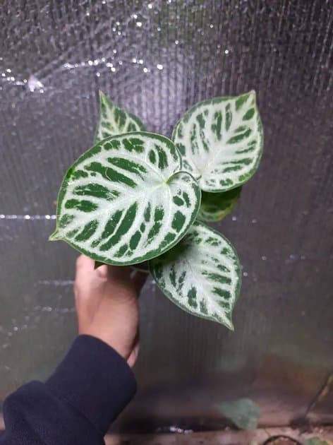Anthurium Dorayaki Original — Anthuriums for sale on Inflos