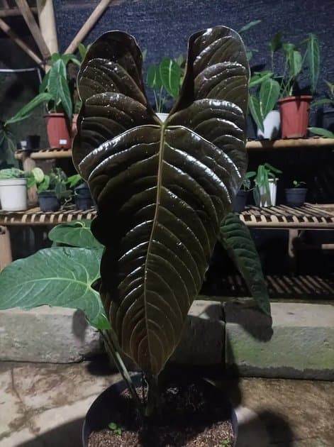 Anthurium Chamberlaini — Anthuriums for sale on Inflos