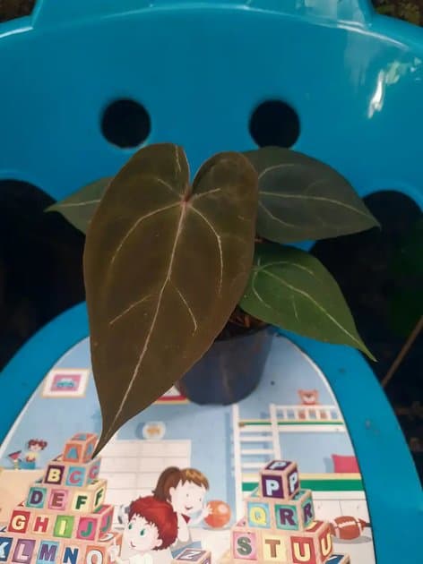 Anthurium Forgeti Dark Form — Anthuriums for sale on Inflos