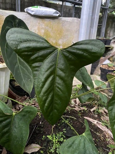 Anthurium Portillae Seed — Anthuriums for sale on Inflos