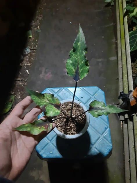 Caladium Hybrid — Others for sale on Inflos