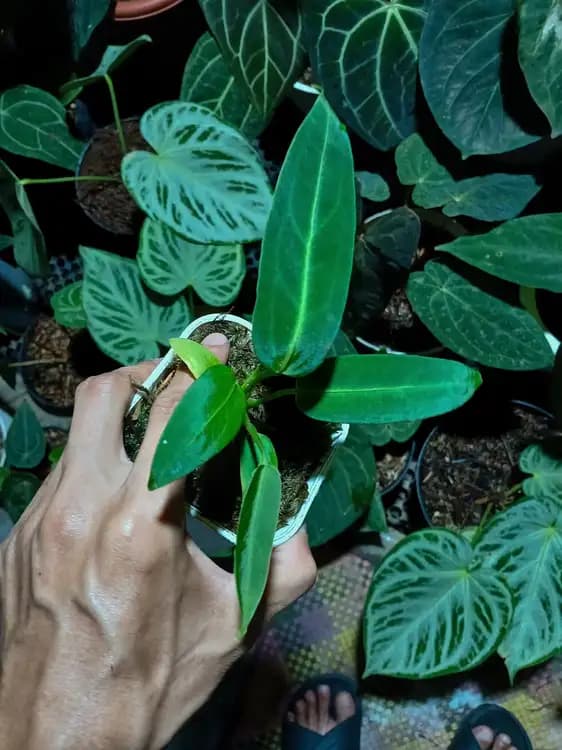 Anthurium Warocqueanum — Anthuriums for sale on Inflos