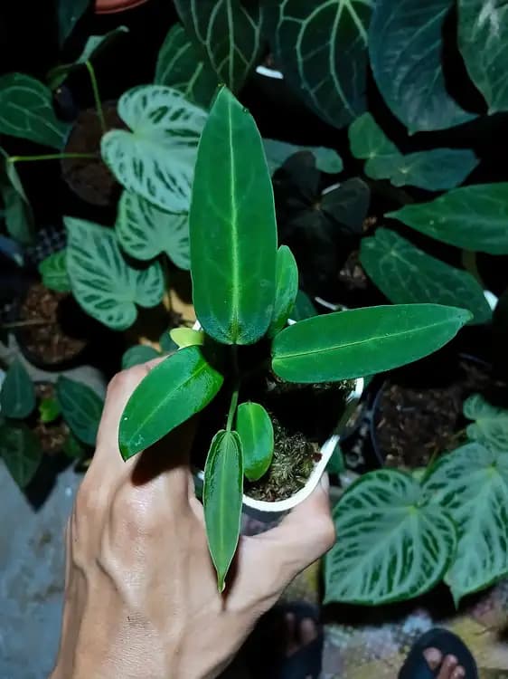 Anthurium Warocqueanum — Anthuriums for sale on Inflos
