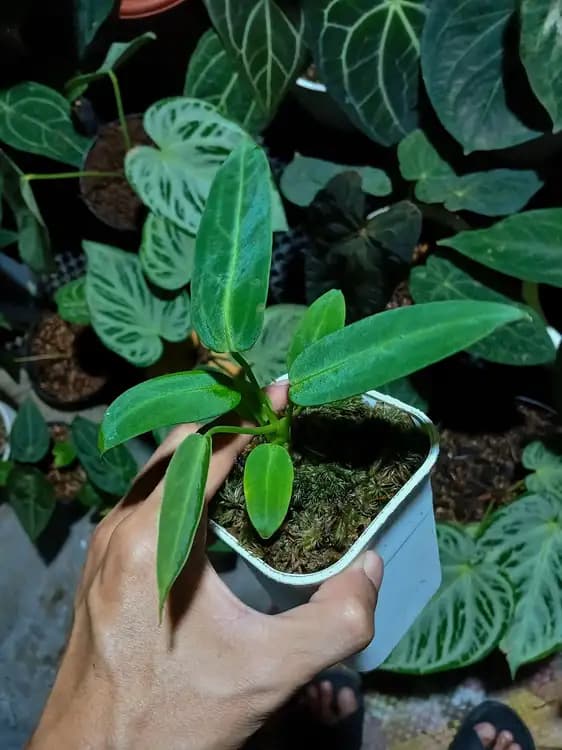 Anthurium Warocqueanum — Anthuriums for sale on Inflos