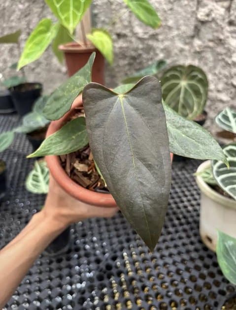 Black Sweet — Anthuriums for sale on Inflos
