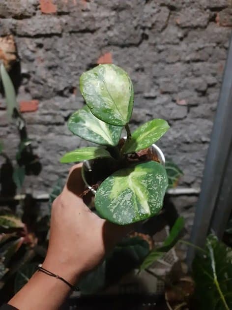 Hoya Obovata Var Splash — Hoyas for sale on Inflos