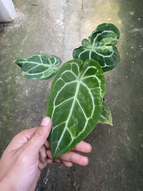 Crystallinum Mutation Variegata — Anthuriums for sale on Inflos