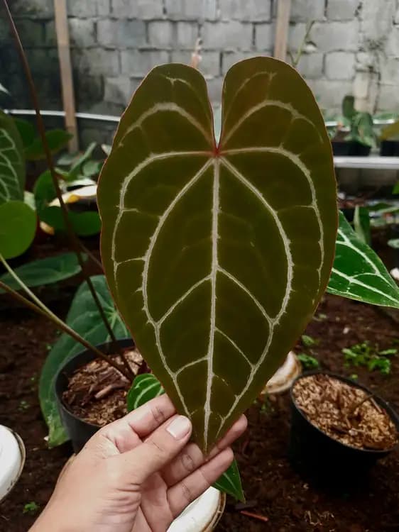 Anthurium Red Crystallinum — Anthuriums for sale on Inflos