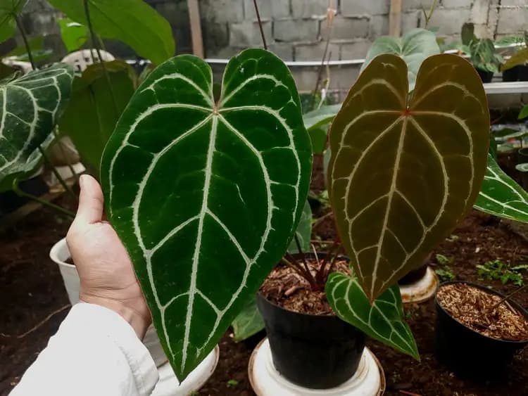 Anthurium Red Crystallinum — Anthuriums for sale on Inflos