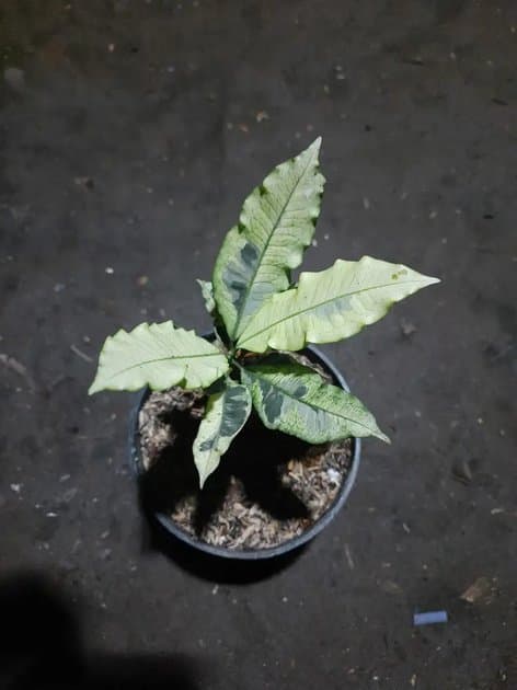Codiaeum Variegatum Lucha — Others for sale on Inflos