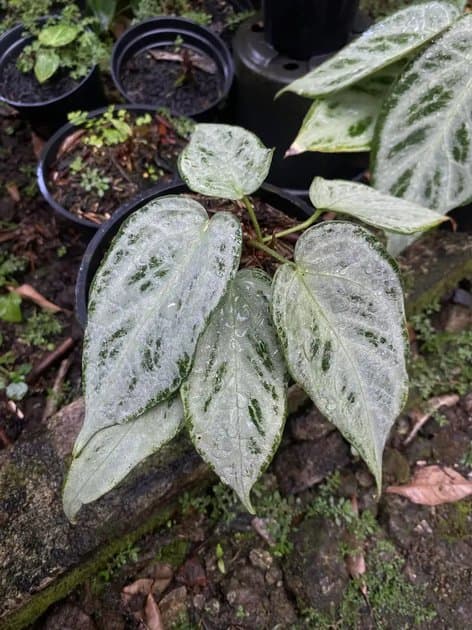 Anthurium Silver Chrome — Anthuriums for sale on Inflos