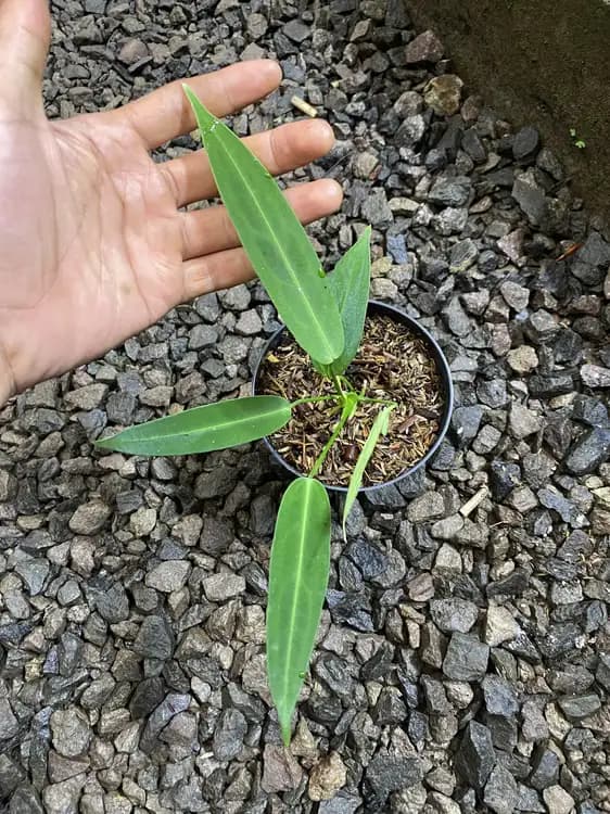 Anthurium Warocqueanum — Anthuriums for sale on Inflos