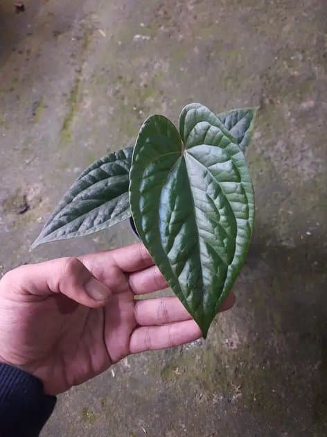 Anthurium Luxurian — Anthuriums for sale on Inflos