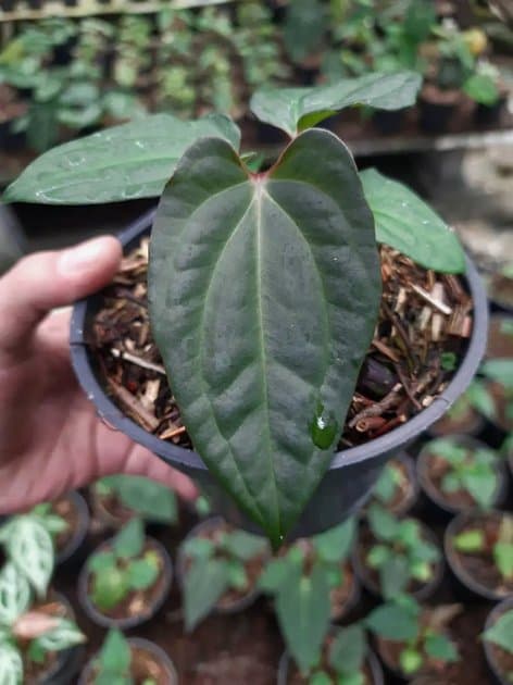 Anthurium Rvdp — Anthuriums for sale on Inflos