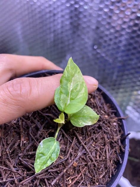 Anthurium Silver Blush Variegata — Anthuriums for sale on Inflos
