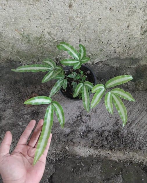 Pteris Cretica Var. Albolineata — Orchids for sale on Inflos