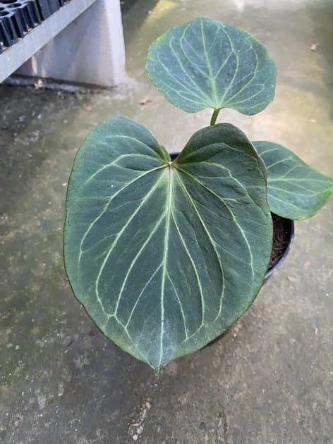 King Of Spades — Anthuriums for sale on Inflos