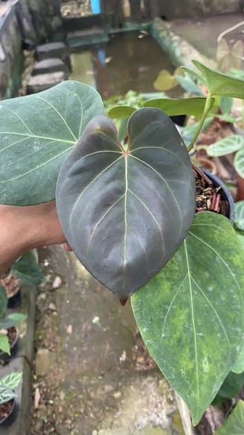 King Of Spades x Papillilaminum — Anthuriums for sale on Inflos