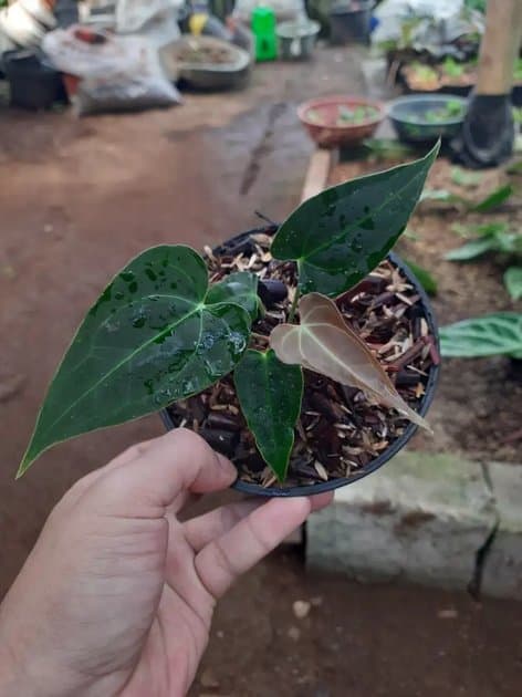 Anthurium Carlablackie x Papillilaminum — Anthuriums for sale on Inflos