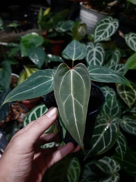 Anthurium Carlablackiae — Anthuriums for sale on Inflos