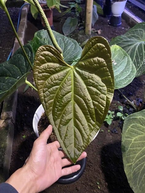Papi x Luxurian Mother Plant — Anthuriums for sale on Inflos