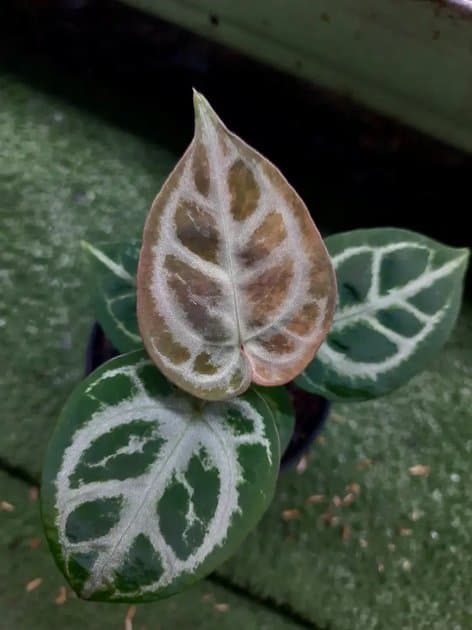 Anthurium Red Tiger Variegated — Anthuriums for sale on Inflos