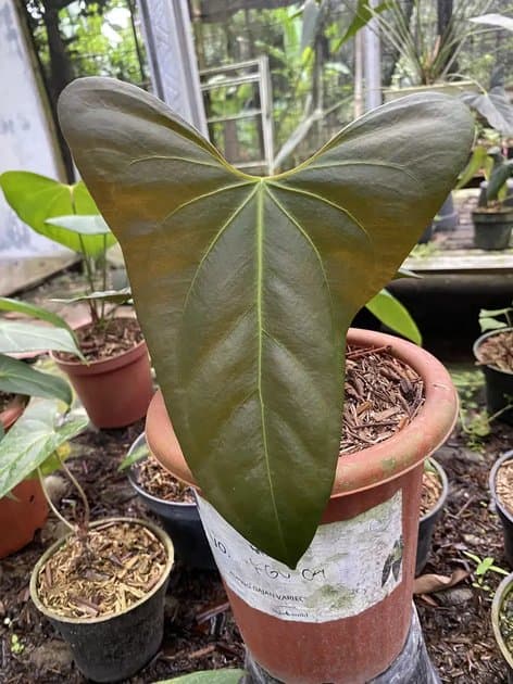 Anthurium Portillae Medium Size — Anthuriums for sale on Inflos
