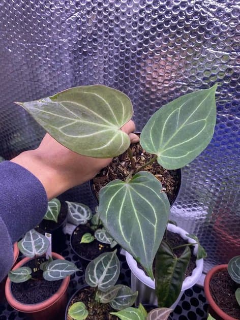 King Of Spades Butterfly — Anthuriums for sale on Inflos