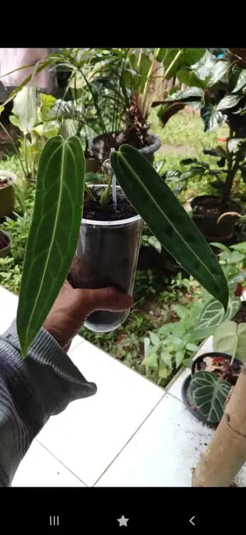 Anthurium Warocqueanum — Anthuriums for sale on Inflos