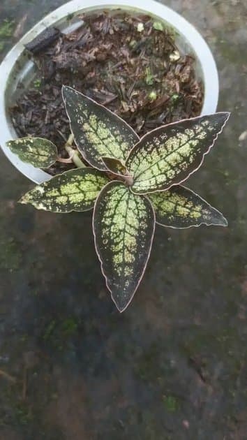Jewel Orchid Sp Papua — Orchids for sale on Inflos