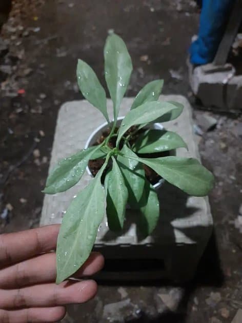 Hoya Nicholsoniae — Hoyas for sale on Inflos