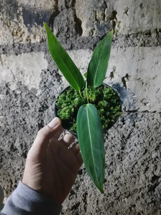 Anthurium Warocqueanum — Anthuriums for sale on Inflos