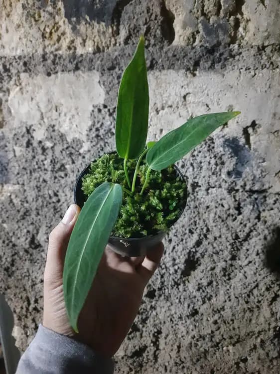 Anthurium Warocqueanum — Anthuriums for sale on Inflos