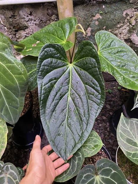 Mother Plant Papi x Luxu — Anthuriums for sale on Inflos
