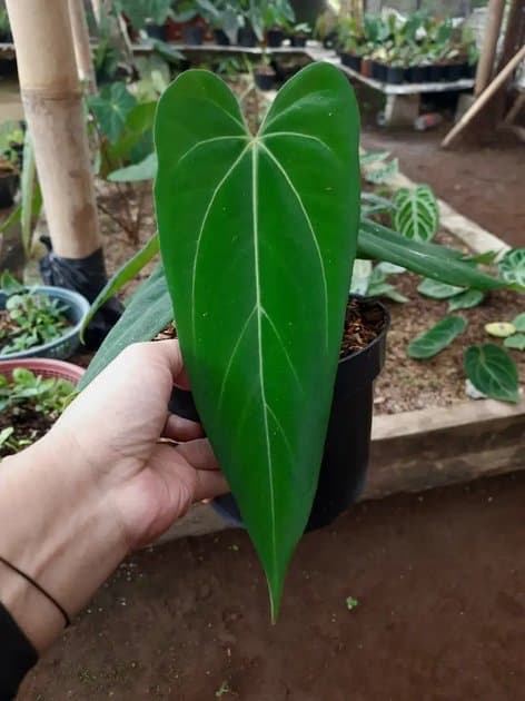 Anthurium ferrari mutasi — Anthuriums for sale on Inflos