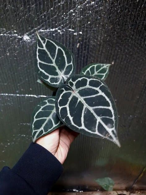 Anthurium Black Crsytallinum x Red Crystallinum — Anthuriums for sale on Inflos
