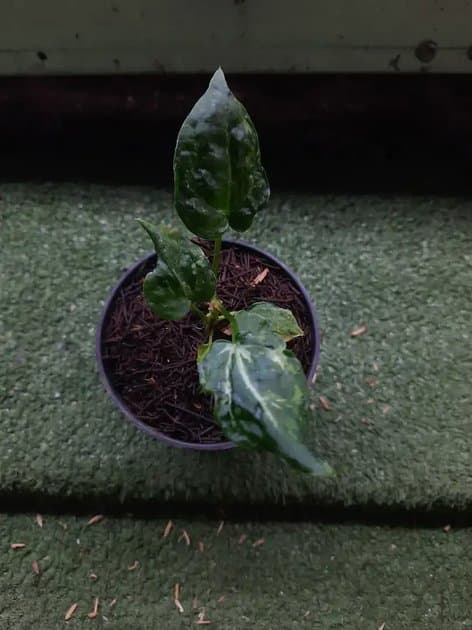Anthurium Thunderbolt mutasi variegata — Anthuriums for sale on Inflos