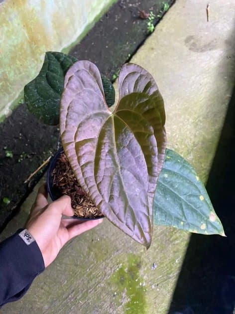 Anthurium Luxurian x Bvit — Anthuriums for sale on Inflos