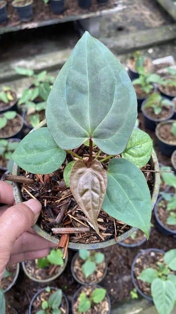 Dark Phoenix — Anthuriums for sale on Inflos