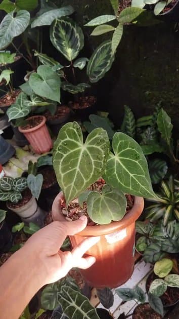 Anthurium King Clarinervium Hybrid — Anthuriums for sale on Inflos