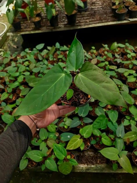 Anthurium Fortsherman x Dark Phoenix — Anthuriums for sale on Inflos