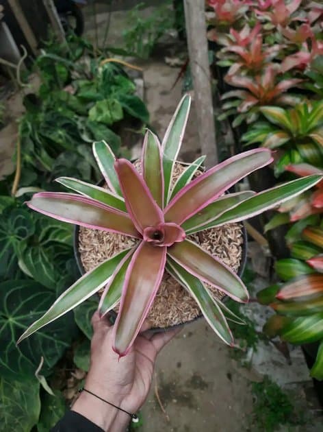 Bromellia Rafaela — Others for sale on Inflos