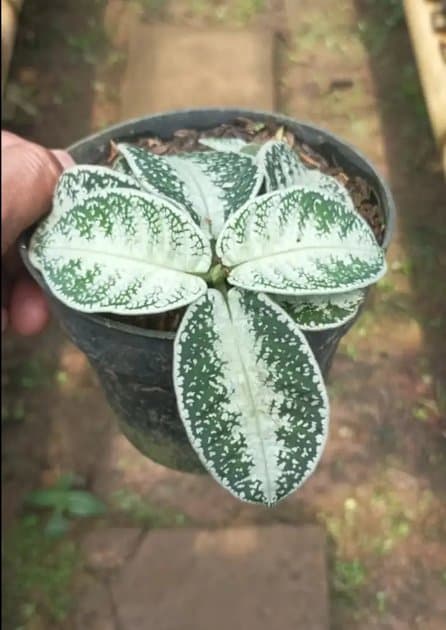Argostemma Sp — Orchids for sale on Inflos