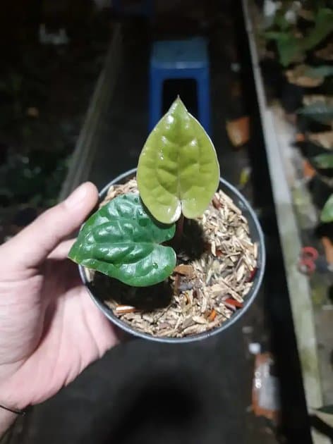 Anthurium Luxurian Ecuador — Anthuriums for sale on Inflos