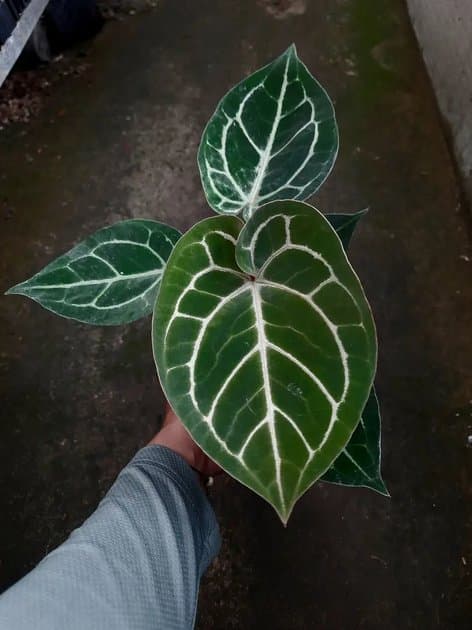 Anthurium King Of Spades x Zara Michelle — Anthuriums for sale on Inflos
